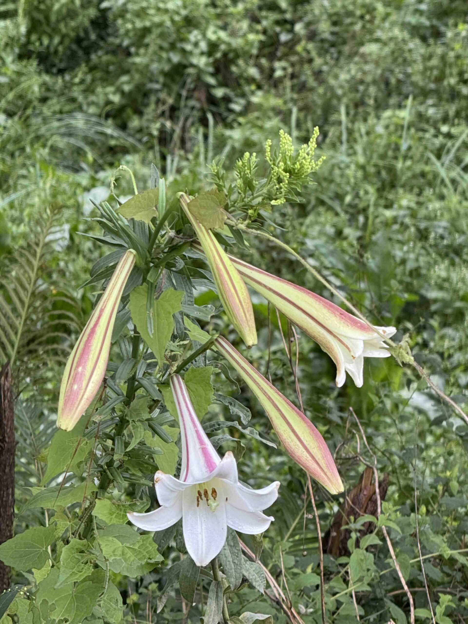 Lilium regale: Beautiful, but poisonous! - PHOM - Plant Health