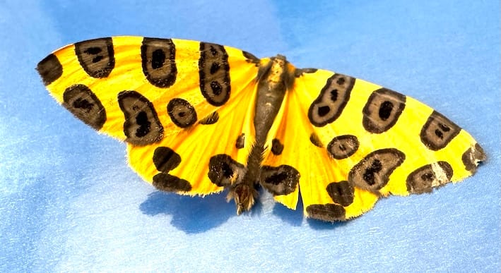 Pantherodes pardalaria, Leopard Moth, order Lepidoptera (moths and butterflies), family Geometridae (geometer moths), subfamily Ennominae